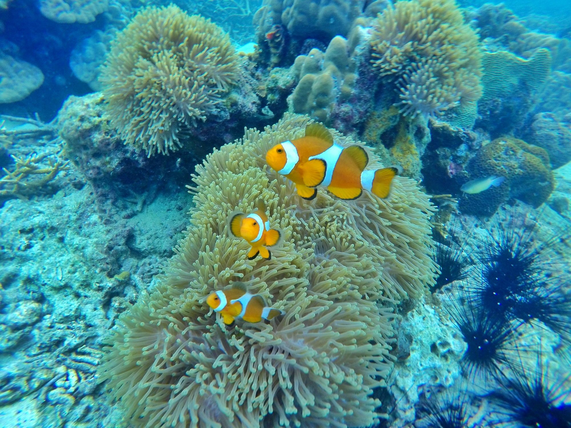 Perhentian Island Resort Eksteriør bilde
